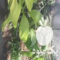 فروش نهال انبه پاکستانی زود بازده درجه 1 جنوب کرمان در جیرفت در گروه خرید فروش نهال - انواع گردو پسته بادام سلطانی انگور در یکمیوه