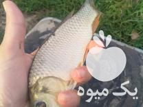 فروش انواع ماهی کپور وقرمز وکوی در قزوین در گروه انواع ماهی - سالمون شیر کپور قرمز شوریده سفید گوپی مرکب در یکمیوه -عکس1