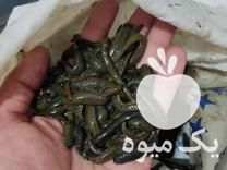 فروش زالو بهداشتی در کاشان در گروه ادویه - ترشی کاری ادویه جات خشک در یکمیوه -عکس1
