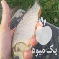 فروش انواع ماهی کپور وقرمز وکوی در قزوین در گروه انواع ماهی - سالمون شیر کپور قرمز شوریده سفید گوپی مرکب در یکمیوه