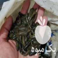 فروش زالو بهداشتی در کاشان در گروه ادویه - ترشی کاری ادویه جات خشک در یکمیوه