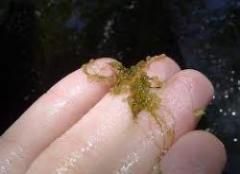 فروش لارو و بچه ماهی کوی در مزرعه پرورش ماهی شرکت دانش در تهران در گروه انواع ماهی - سالمون شیر کپور قرمز شوریده سفید گوپی مرکب در یکمیوه -عکس1