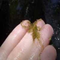 فروش لارو و بچه ماهی کوی در مزرعه پرورش ماهی شرکت دانش در تهران در گروه انواع ماهی - سالمون شیر کپور قرمز شوریده سفید گوپی مرکب در یکمیوه