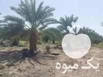 فروش پاجوش پیارم ، خرما پیارم ، درخت پیارم ، فسیل پیارم در حاجی آباد در گروه خرید فروش عمده خرما - کبکاب تازه زاهدی خشک خارک در یکمیوه -عکس1