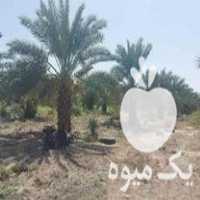 فروش پاجوش پیارم ، خرما پیارم ، درخت پیارم ، فسیل پیارم در حاجی آباد در گروه خرید فروش عمده خرما - کبکاب تازه زاهدی خشک خارک در یکمیوه