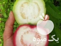 فروش نهال گواوا کینگ در بندرعباس در گروه خرید فروش نهال - انواع گردو پسته بادام سلطانی انگور در یکمیوه -عکس1