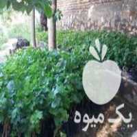 فروش نهال گلدانی انگور در مشهد در گروه خرید فروش نهال - انواع گردو پسته بادام سلطانی انگور در یکمیوه