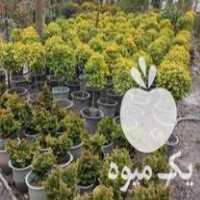 فروش انواع گل و گیاه یاس کامیس افرا سرو در تنکابن در گروه خرید فروش عمده انواع گل - پروش قاشقی موسی ساکولنت بن سای در یکمیوه