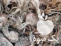 فروش پیاز زعفران در بجنورد در گروه خرید فروش عمده زعفران - قائنات قیمت خراسان بهرامن گرم در یکمیوه -عکس1