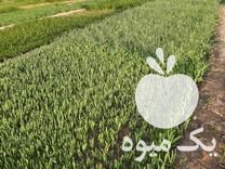 فروش تره و جعفری ریحون نعنا مرزه تلخون در اصفهان در گروه تره بار - نیرو همکار شهرداری تهران مرکزی در یکمیوه -عکس1