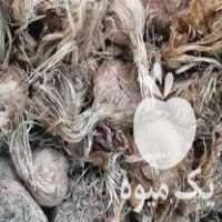 فروش پیاز زعفران در بجنورد در گروه خرید فروش عمده زعفران - قائنات قیمت خراسان بهرامن گرم در یکمیوه