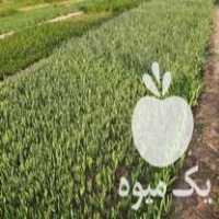 فروش تره و جعفری ریحون نعنا مرزه تلخون در اصفهان در گروه تره بار - نیرو همکار شهرداری تهران مرکزی در یکمیوه