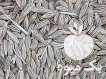 فروش جو دیم مناسب برای بذر درجه یک در کامیاران در گروه خرید فروش بذر - انواع محصول کشاورزی گوجه کتان میوه درخت در یکمیوه -عکس1