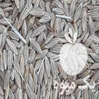 فروش جو دیم مناسب برای بذر درجه یک در کامیاران در گروه خرید فروش بذر - انواع محصول کشاورزی گوجه کتان میوه درخت در یکمیوه