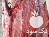 فروش ماهی قزل الا سالمون در الوند در گروه ماهی قزل آلا - سالمون خال قرمز خرید و فروش دریا پرورشی در یکمیوه -عکس1