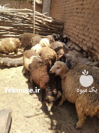 فروش تعداد 12 راس بره نروماده چاق در اردکان در گروه دام سبک - خرید و فروش عمده جزیی در یکمیوه -عکس2