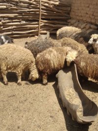 فروش تعداد 12 راس بره نروماده چاق در اردکان در گروه دام سبک - خرید و فروش عمده جزیی در یکمیوه