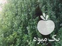 فروش گل‌های بیرونی در تنکابن در گروه خرید فروش عمده گیاهان زینتی - گرمسیری آپارتمانی باغچه آب در یکمیوه -عکس1