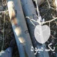 خرید چوب درختی انواع درخت در اصفهان در گروه خرید فروش عمده چوب- زغال چوب گردو تبریزی خام در یکمیوه