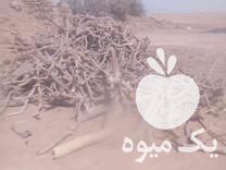 خرید چوب پسته در انار در گروه خرید فروش عمده چوب- زغال چوب گردو تبریزی خام در یکمیوه -عکس1