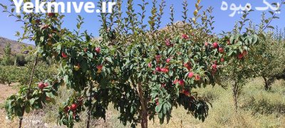 سیب گلاب و سیب پاییزه استخوانی در شهمیرزاد در گروه خرید فروش عمده سیب - زرد و قرمز گلاب پاییزه در یکمیوه -عکس1