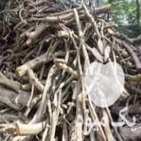 فروش چوب مرکبات خشک ذغالی در قائم شهر در گروه خرید فروش عمده چوب- زغال چوب گردو تبریزی خام در یکمیوه