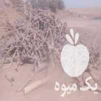 خرید چوب پسته در انار در گروه خرید فروش عمده چوب- زغال چوب گردو تبریزی خام در یکمیوه