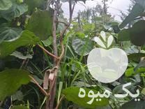 فروش نهال کیوی هایوارد در تنکابن در گروه خرید فروش نهال - انواع گردو پسته بادام سلطانی انگور در یکمیوه -عکس1