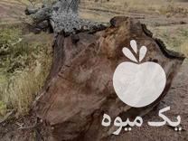 فروش تنه گردو در اصفهان در گروه گردو - کاغذی سنگی سوزنی خوشه ای توسرکان در یکمیوه -عکس1