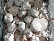 فروش بذر سیر سوپر درجه 1 مغان در اردبیل در گروه خرید فروش بذر - انواع محصول کشاورزی گوجه کتان میوه درخت در یکمیوه -عکس1