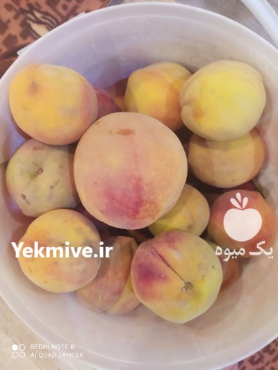 هلو هسته جدا بزرگ در تنکمان در گروه خرید فروش عمده هلو - زعفرانی حاج کاظمی سفید هسته جدا در یکمیوه