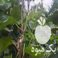 فروش نهال کیوی هایوارد در تنکابن در گروه خرید فروش نهال - انواع گردو پسته بادام سلطانی انگور در یکمیوه