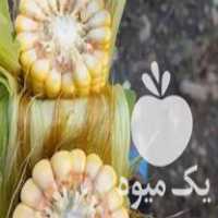فروش ذرت علوفه در کوهدشت در گروه خرید فروش ماشین آلات کشاورزی - تراکتور تیلر کمباین مدرن در یکمیوه