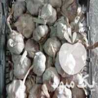 فروش بذر سیر سوپر درجه 1 مغان در اردبیل در گروه خرید فروش بذر - انواع محصول کشاورزی گوجه کتان میوه درخت در یکمیوه