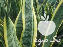 فروش ویژه تابستانه انواع گل های آپارتمانی در قائم شهر در گروه خرید فروش عمده گیاهان زینتی - گرمسیری آپارتمانی باغچه آب در یکمیوه -عکس1