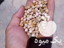 فروش بذر شبدر ایرانی هفت چین بومی و نخود بومی تمیز و پاک در جونقان در گروه خرید فروش بذر - انواع محصول کشاورزی گوجه کتان میوه درخت در یکمیوه -عکس1