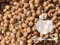 فروش بذر نخود آبگوشتی رقم هاشم تناژ بالا تا 3 تن در منطقه گنبد در لاهیجان در گروه خرید فروش بذر - انواع محصول کشاورزی گوجه کتان میوه درخت در یکمیوه -عکس1