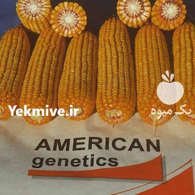 فروش انواع بذر چغندر و ذرت در اصفهان در گروه خرید فروش بذر - انواع محصول کشاورزی گوجه کتان میوه درخت در یکمیوه -عکس2