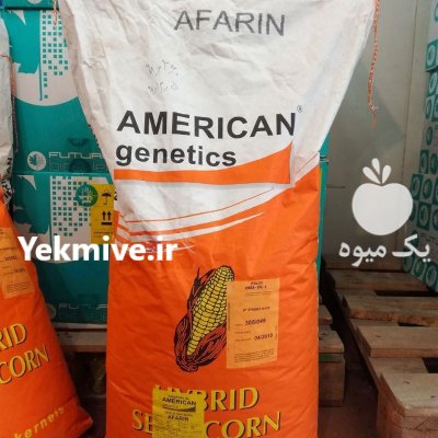 فروش انواع بذر چغندر و ذرت در اصفهان در گروه خرید فروش بذر - انواع محصول کشاورزی گوجه کتان میوه درخت در یکمیوه -عکس3