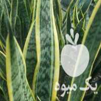 فروش ویژه تابستانه انواع گل های آپارتمانی در قائم شهر در گروه خرید فروش عمده گیاهان زینتی - گرمسیری آپارتمانی باغچه آب در یکمیوه