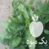 فروش انواع گل و گیاه در گرگان در گروه خرید فروش عمده گیاهان زینتی - گرمسیری آپارتمانی باغچه آب در یکمیوه