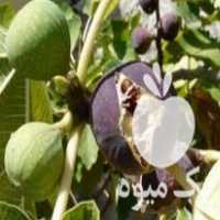 فروش شاه انجیر سیاه در عباس آباد در گروه خرید فروش عمده انجیر - زرد سیاه مربایی کوهی میوه در یکمیوه