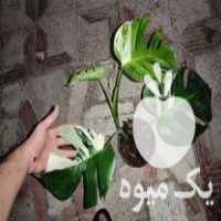 فروش برگ انجیری مانسترا ابلق در عباس آباد در گروه خرید فروش عمده انجیر - زرد سیاه مربایی کوهی میوه در یکمیوه