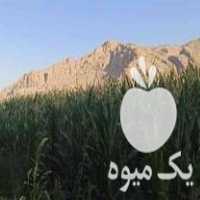 فروش ذرت علوفه پر دانه در مرودشت در گروه خرید فروش ماشین آلات کشاورزی - تراکتور تیلر کمباین مدرن در یکمیوه