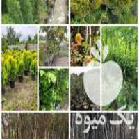 فروش تولید و عرضه انواع نهال میوه ، زینتی و درختچه های زینتی در تهران در گروه خرید فروش نهال - انواع گردو پسته بادام سلطانی انگور در یکمیوه