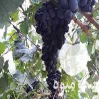 فروش انگورشانی سردشت کردستان وانگور شانی آبی  ، ارسال سریع و رایگان در تهران در گروه خرید فروش عمده انگور - یاقوتی شانی عسگری بی دانه قرمز در یکمیوه