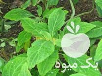 فروش بذر گیاهان دارویی و تزیینی کم یاب در تهران در گروه خرید فروش عمده گیاهان زینتی - گرمسیری آپارتمانی باغچه آب در یکمیوه -عکس1