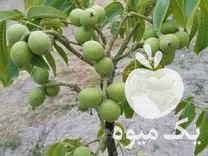 فروش نهال گردو ایرانی و خارجی پیوندی و گلابی گیلاس شلیل هلو آلو در تهران در گروه خرید فروش نهال - انواع گردو پسته بادام سلطانی انگور در یکمیوه -عکس1