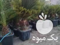 فروش نهال سیکاس فنیکس در تنکابن در گروه خرید فروش نهال - انواع گردو پسته بادام سلطانی انگور در یکمیوه -عکس1