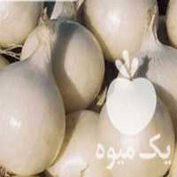 فروش پیاز سپیدان روز کوتاه در اصفهان در گروه خرید فروش بذر - انواع محصول کشاورزی گوجه کتان میوه درخت در یکمیوه